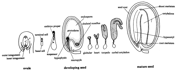 pine seed cross section